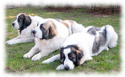 Mastin de los Pirineos