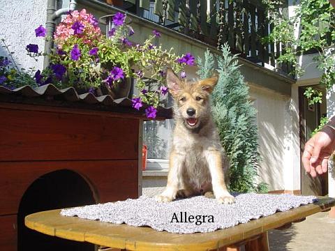 Allegra